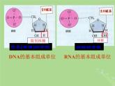 2024年同步备课高中生物1.3细胞中的蛋白质和核酸课件苏教版必修1