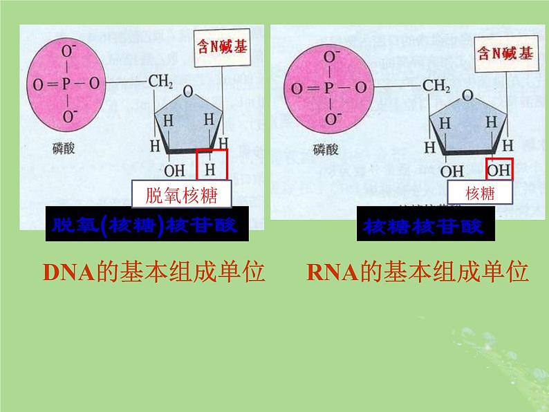 2024年同步备课高中生物1.3细胞中的蛋白质和核酸课件苏教版必修1第4页