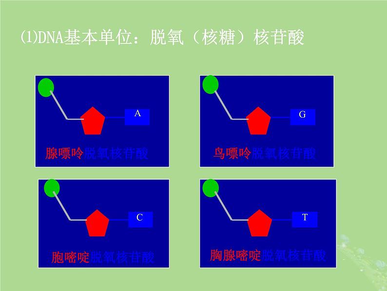 2024年同步备课高中生物1.3细胞中的蛋白质和核酸课件苏教版必修1第5页