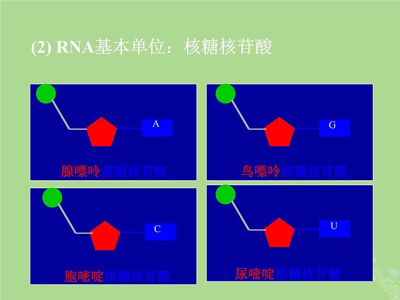 2024年同步备课高中生物1.3细胞中的蛋白质和核酸课件苏教版必修1第6页