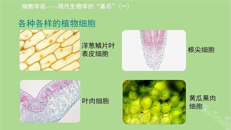 2024年同步备课高中生物2.1细胞学说__现代生物学的“基石”课件苏教版必修1第8页