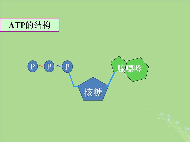 2024年同步备课高中生物3.1生命活动需要酶和能源物质第1课时课件苏教版必修1第4页