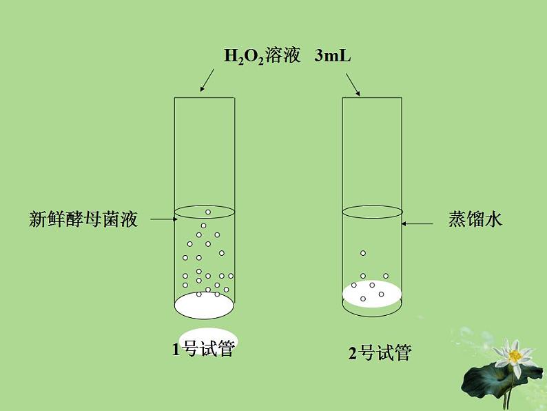 2024年同步备课高中生物3.1生命活动需要酶和能源物质第2课时课件苏教版必修1第5页