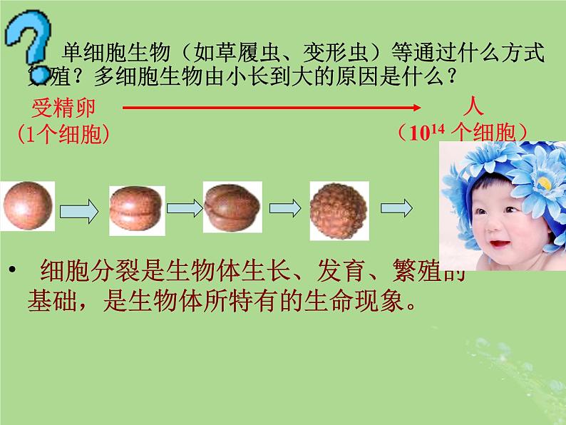 2024年同步备课高中生物4.1细胞增殖1课件苏教版必修102