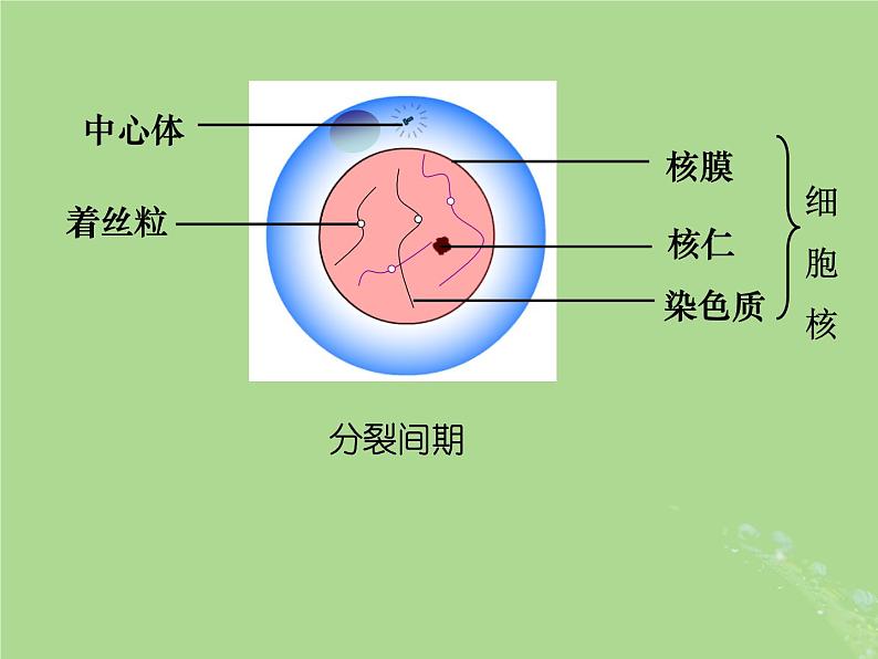 2024年同步备课高中生物4.1细胞增殖1课件苏教版必修107