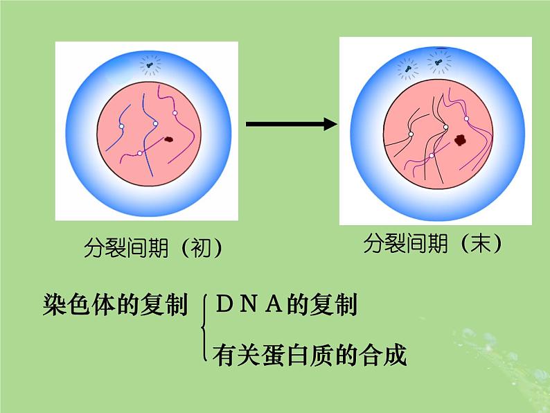 2024年同步备课高中生物4.1细胞增殖1课件苏教版必修108