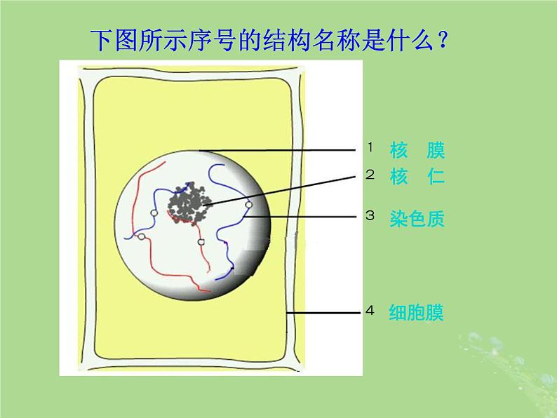 2024年同步备课高中生物4.1细胞增殖2课件苏教版必修107