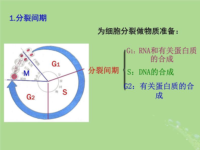 2024年同步备课高中生物4.1细胞增殖2课件苏教版必修108