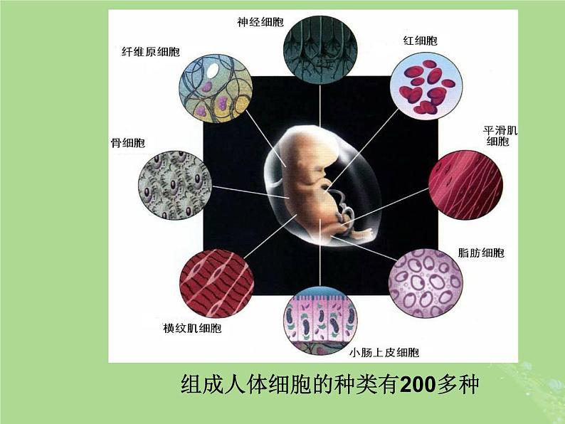 2024年同步备课高中生物4.2细胞分化衰老和死亡第1课时课件苏教版必修104