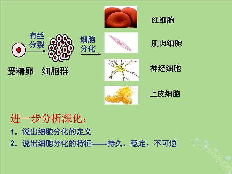 2024年同步备课高中生物4.2细胞分化衰老和死亡第1课时课件苏教版必修105