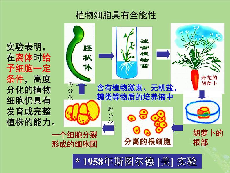 2024年同步备课高中生物4.2细胞分化衰老和死亡第1课时课件苏教版必修108