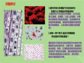 2024年同步备课高中生物1.2细胞的多样性和统一性课件新人教版必修1