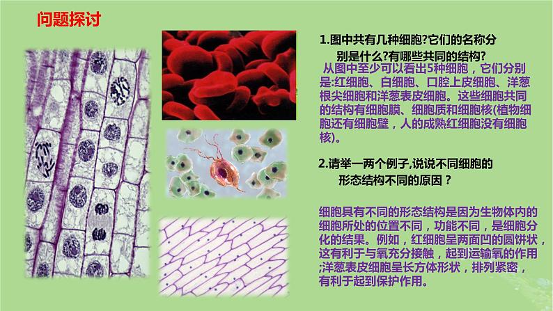 2024年同步备课高中生物1.2细胞的多样性和统一性课件新人教版必修102