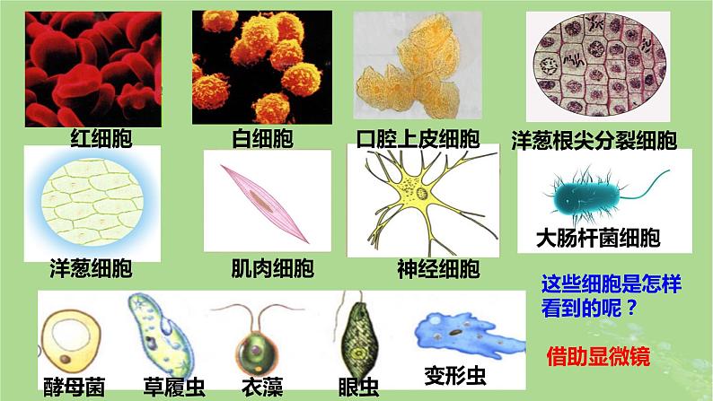 2024年同步备课高中生物1.2细胞的多样性和统一性课件新人教版必修103