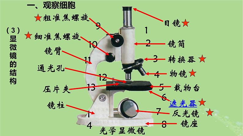 2024年同步备课高中生物1.2细胞的多样性和统一性课件新人教版必修106