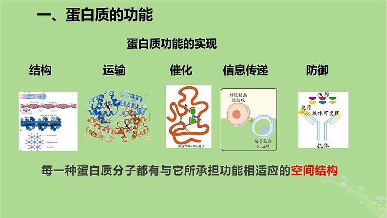 2024年同步备课高中生物2.4蛋白质是生命活动的主要承担者课件新人教版必修106