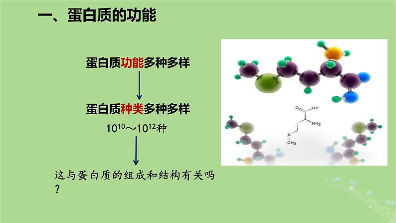 2024年同步备课高中生物2.4蛋白质是生命活动的主要承担者课件新人教版必修107