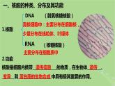 2024年同步备课高中生物2.5核酸是遗传信息的携带者课件新人教版必修1