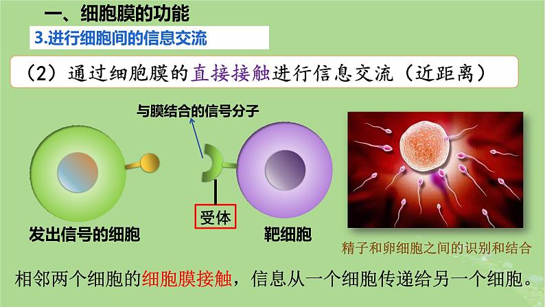 2024年同步备课高中生物3.1细胞膜的结构和功能课件新人教版必修107