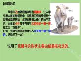 2024年同步备课高中生物3.3细胞核的结构和功能课件新人教版必修1
