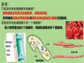 2024年同步备课高中生物3.3细胞核的结构和功能课件新人教版必修1