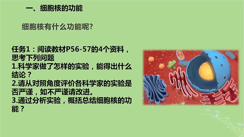 2024年同步备课高中生物3.3细胞核的结构和功能课件新人教版必修104