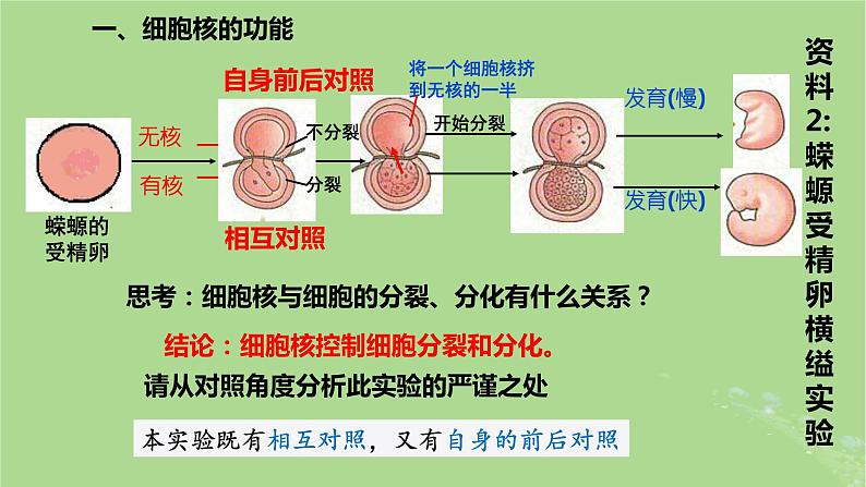 2024年同步备课高中生物3.3细胞核的结构和功能课件新人教版必修106