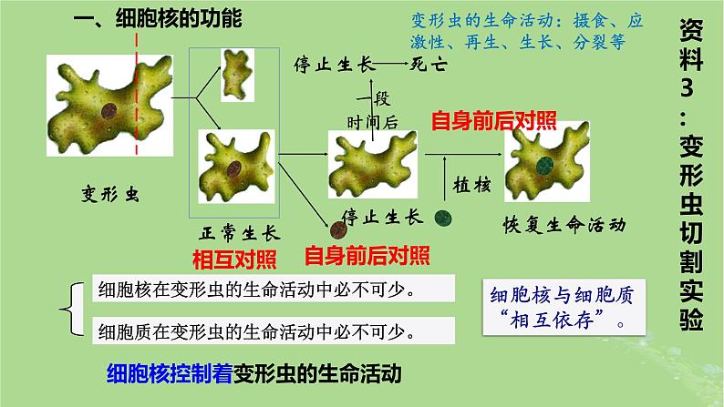 2024年同步备课高中生物3.3细胞核的结构和功能课件新人教版必修107