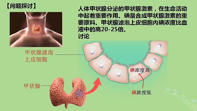 2024年同步备课高中生物4.2主动运输与胞吞胞吐课件新人教版必修103