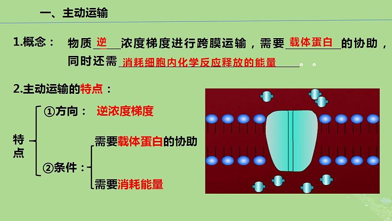 2024年同步备课高中生物4.2主动运输与胞吞胞吐课件新人教版必修107