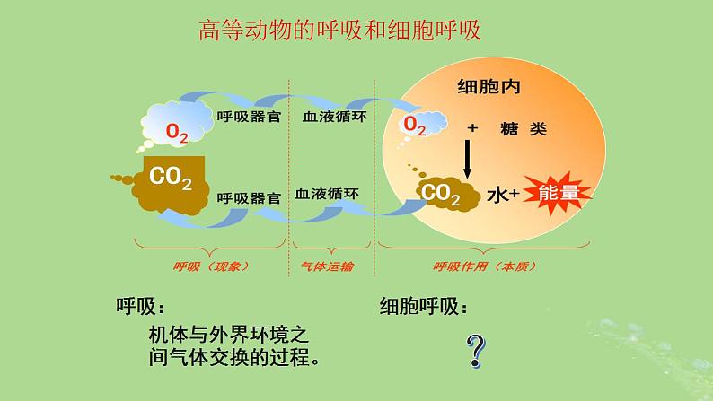 2024年同步备课高中生物5.3细胞呼吸的原理和应用课件新人教版必修103