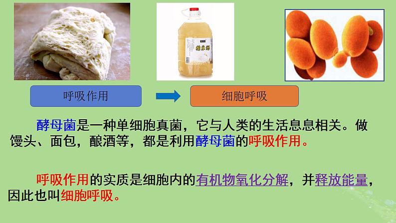 2024年同步备课高中生物5.3细胞呼吸的原理和应用课件新人教版必修104