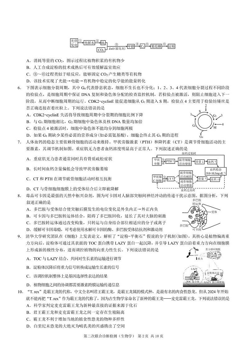 重庆市2024届高三下学期4月第二次联考诊断检测生物试题+答案第2页