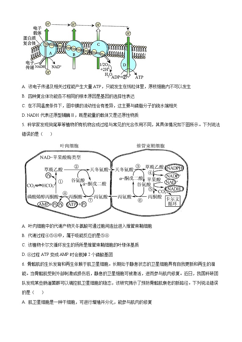 湖北省恩施州高中教育联盟2023-2024学年高二下学期期中联考生物试卷（Word版附解析）02