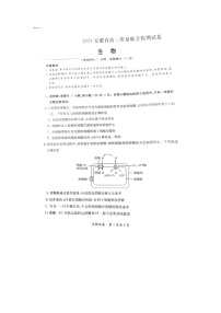 2024安徽省京师测评高三质量联合检测生物试题及参考答案