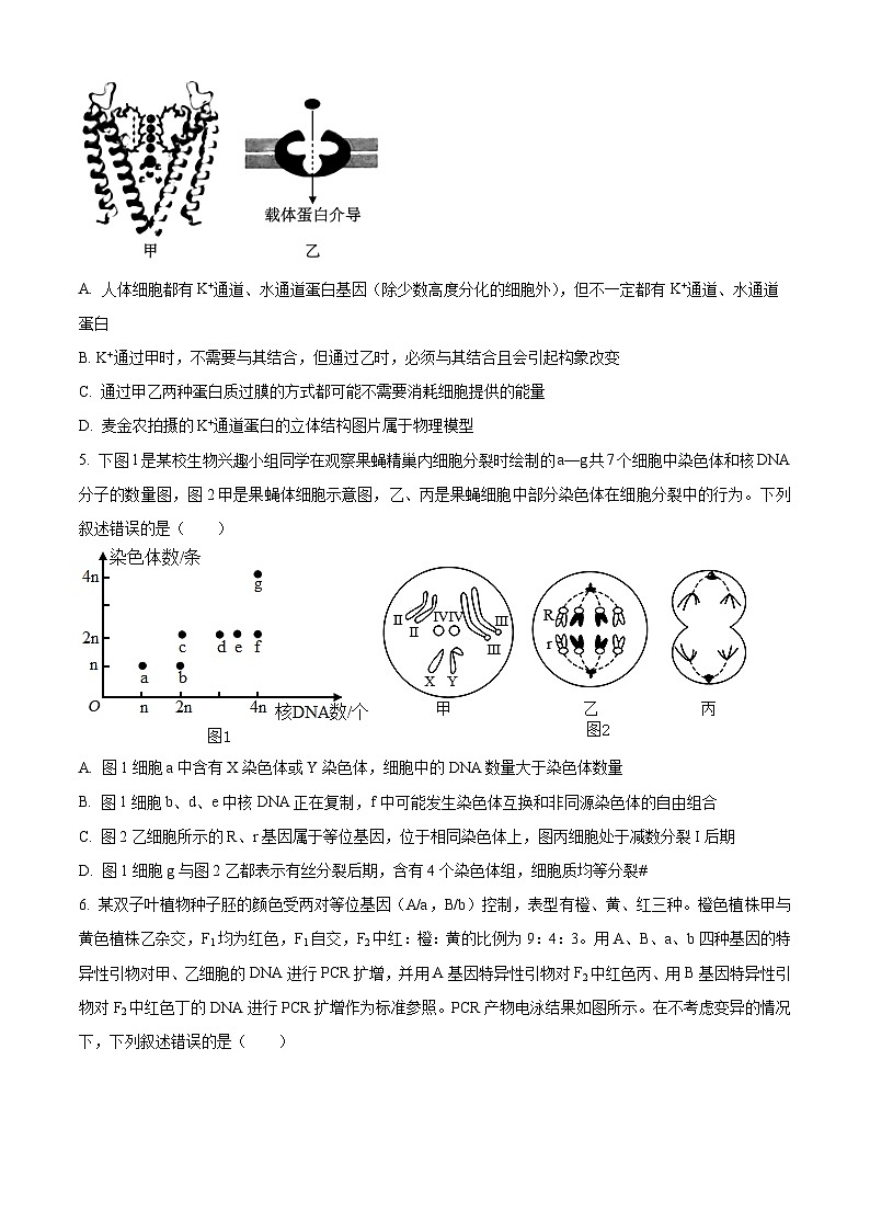 2024届重庆市九龙坡区渝西中学高三下学期模拟预测生物试题（原卷版+解析版）02