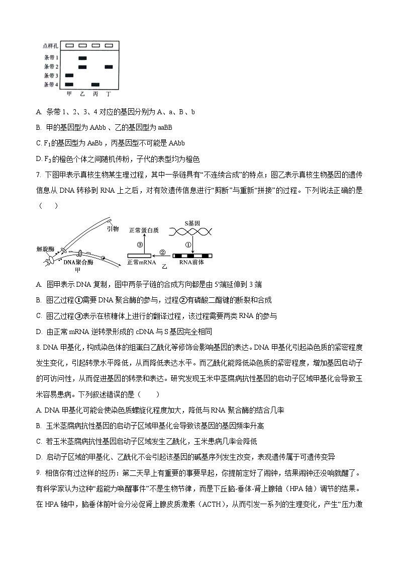 2024届重庆市九龙坡区渝西中学高三下学期模拟预测生物试题（原卷版+解析版）03