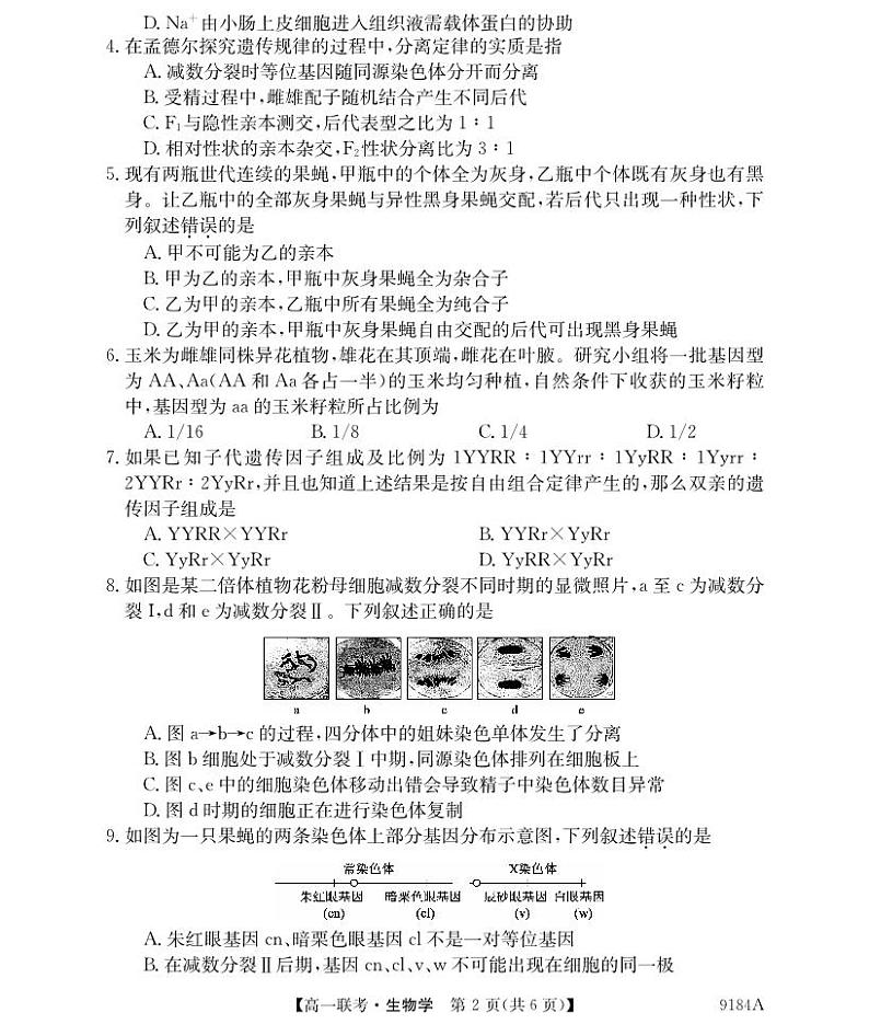 湖南省湘楚名校2023-2024学年高一下学期4月期中考试生物试题02
