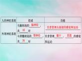 2025版新教材高中生物第2章神经调节第1节神经调节的结构基础课件新人教版选择性必修1