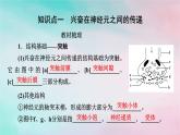 2025版新教材高中生物第2章神经调节第3节神经冲动的产生和传导第2课时兴奋在神经元之间的传递和滥用兴奋剂吸食毒品的危害课件新人教版选择性必修1