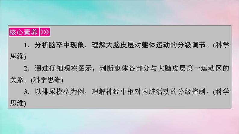 2025版新教材高中生物第2章神经调节第4节神经系统的分级调节课件新人教版选择性必修1第2页