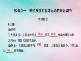 2025版新教材高中生物第2章神经调节第4节神经系统的分级调节课件新人教版选择性必修1
