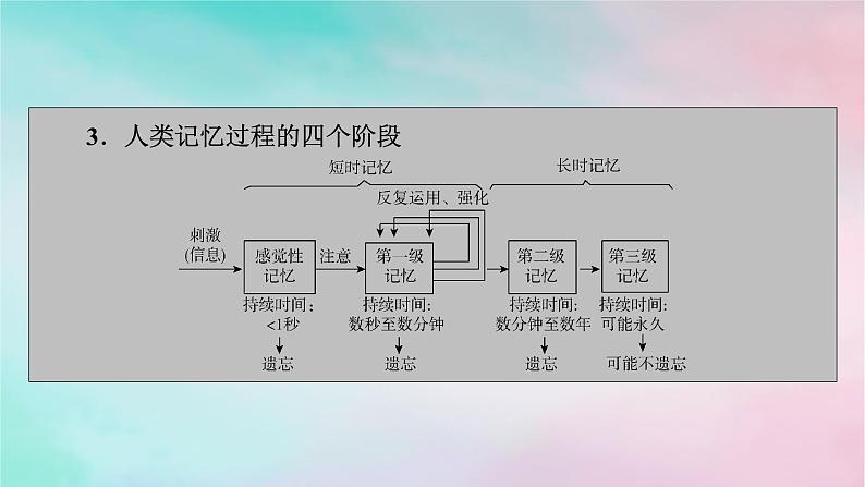 2025版新教材高中生物第2章神经调节第5节人脑的高级功能课件新人教版选择性必修1第3页