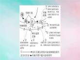 2025版新教材高中生物第2章神经调节微专题2兴奋传递相关实验分析题课件新人教版选择性必修1