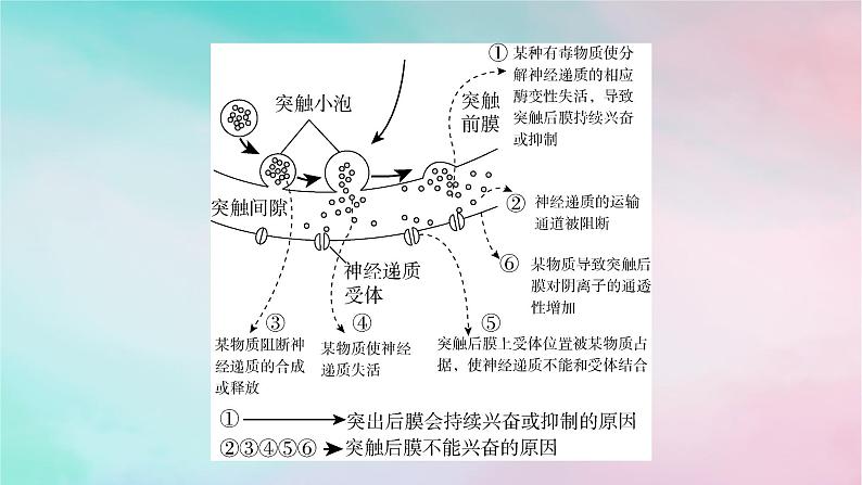 2025版新教材高中生物第2章神经调节微专题2兴奋传递相关实验分析题课件新人教版选择性必修103