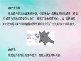 2025版新教材高中生物第2章神经调节微专题2兴奋传递相关实验分析题课件新人教版选择性必修1