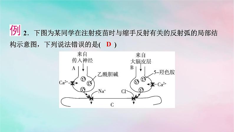 2025版新教材高中生物第2章神经调节微专题2兴奋传递相关实验分析题课件新人教版选择性必修108