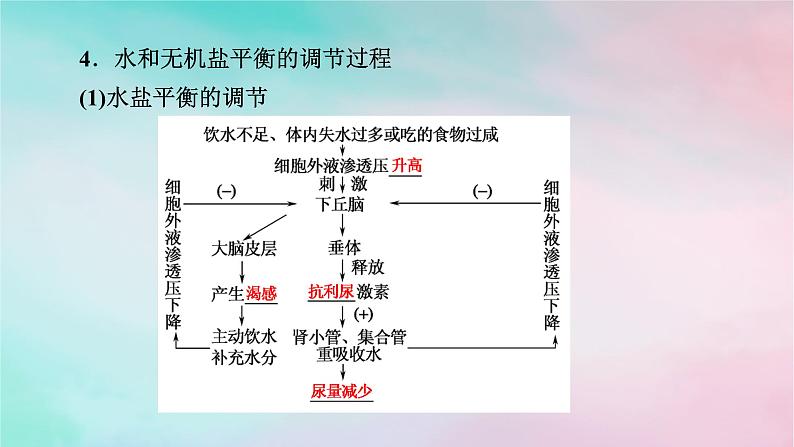 2025版新教材高中生物第3章体液调节第3节体液调节与神经调节的关系第2课时水和无机盐的调节课件新人教版选择性必修1第6页