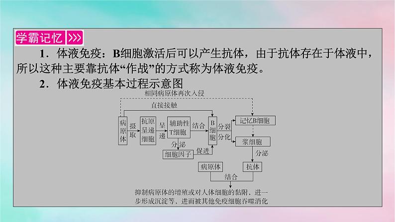 2025版新教材高中生物第4章免疫调节第2节特异性免疫第1课时体液免疫课件新人教版选择性必修1第3页