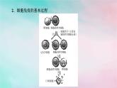 2025版新教材高中生物第4章免疫调节第2节特异性免疫第2课时细胞免疫及体液免疫和细胞免疫的协调配合课件新人教版选择性必修1